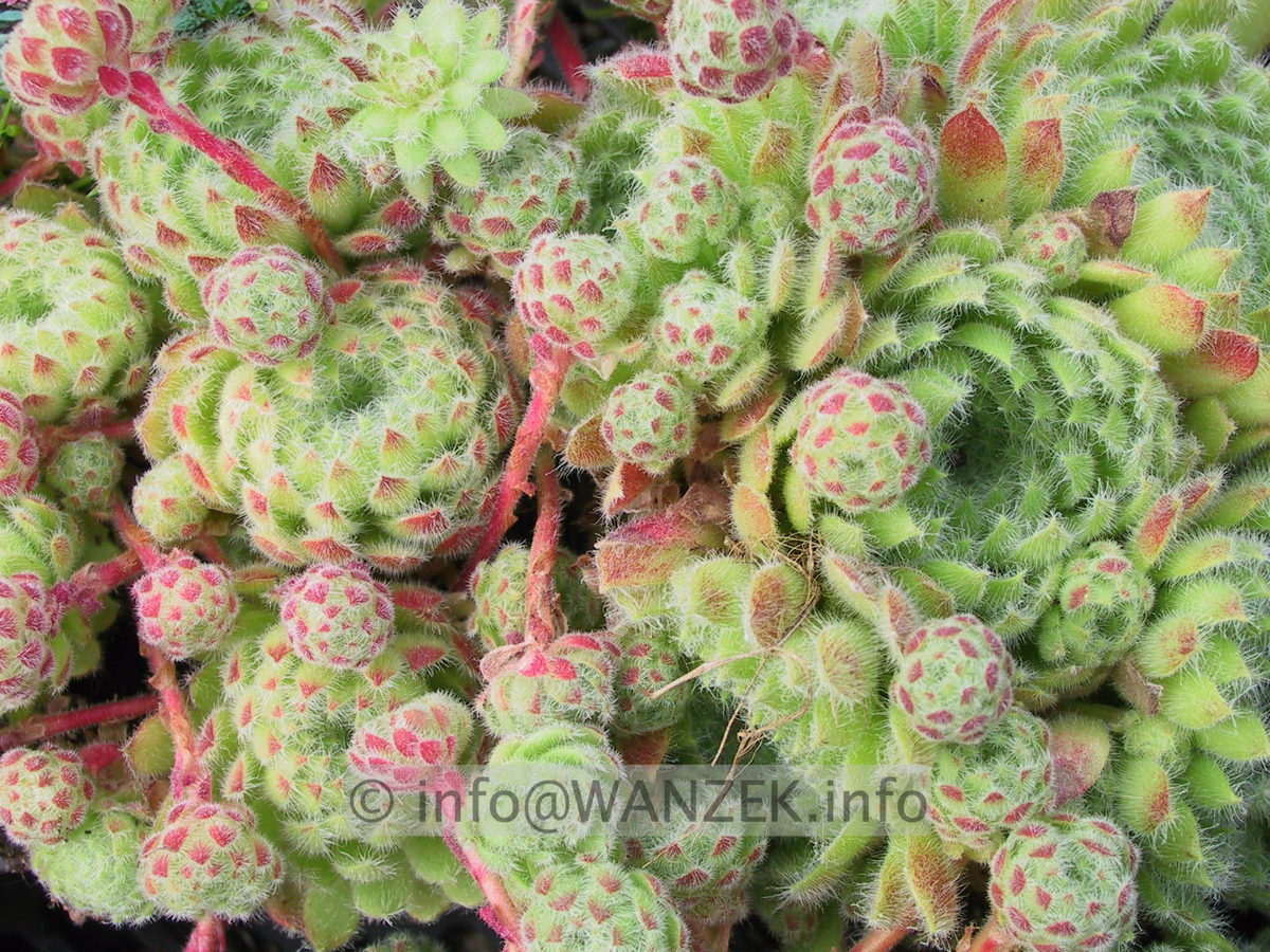 Sempervivum ciliosum 01.JPG